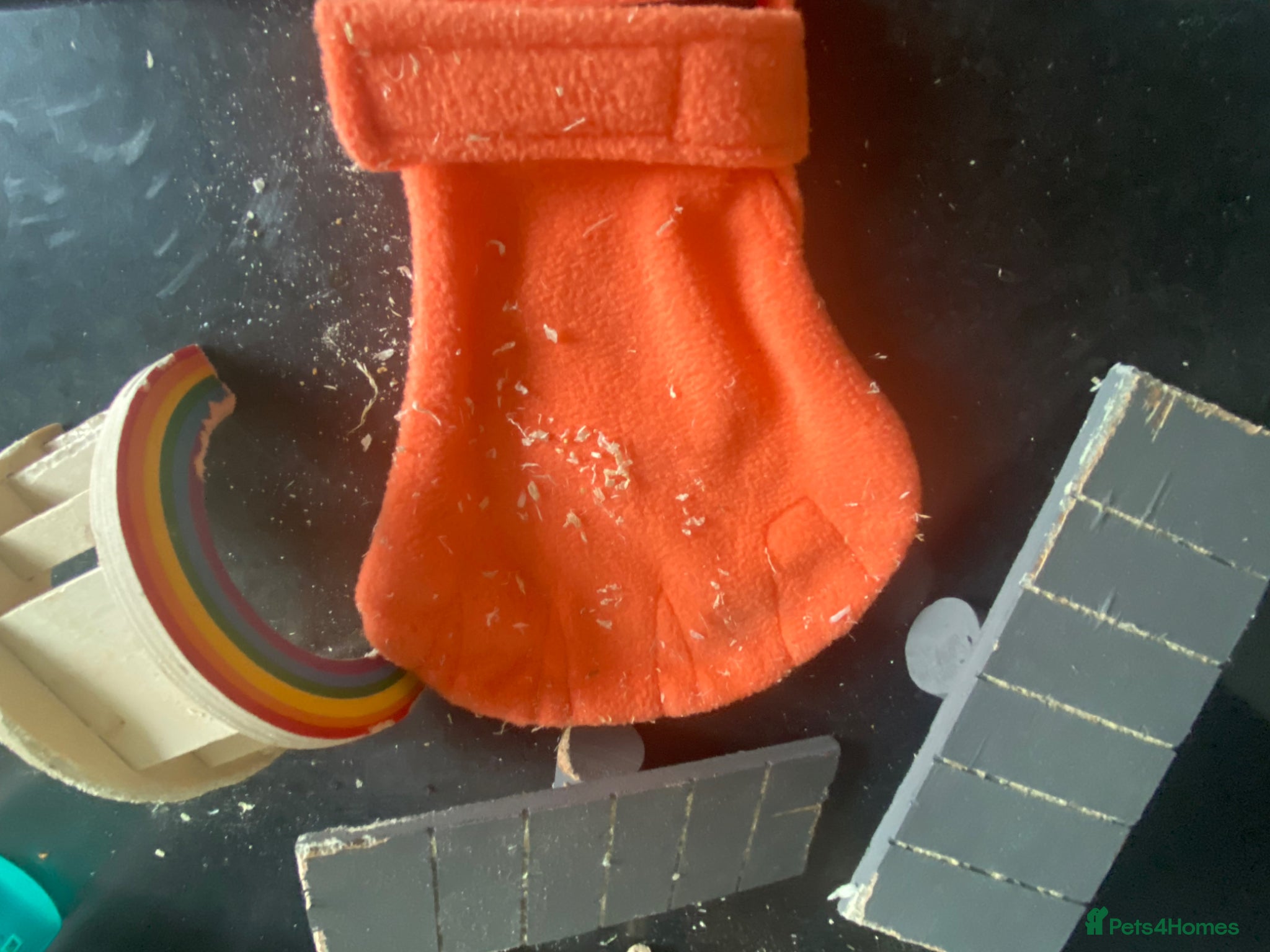 Gerbil rodents for sale: 2 female gerbils for sale  in Telford - Advert 1