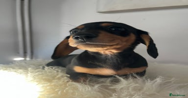 Miniature Dachshund dogs - Advert 2