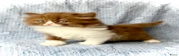 British Shorthair cats for sale: Beautiful pedigree kittens TICA registered  - Advert 6