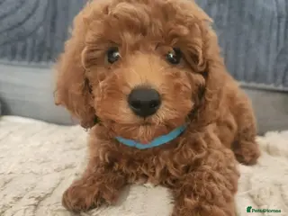 Cockapoo dogs Ready to go Stunning cockapoos - Advert 16