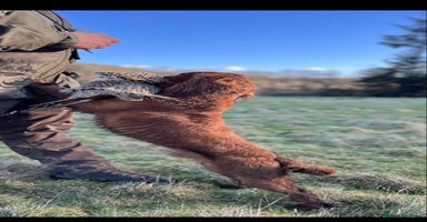 Cocker Spaniel dogs - Advert 4