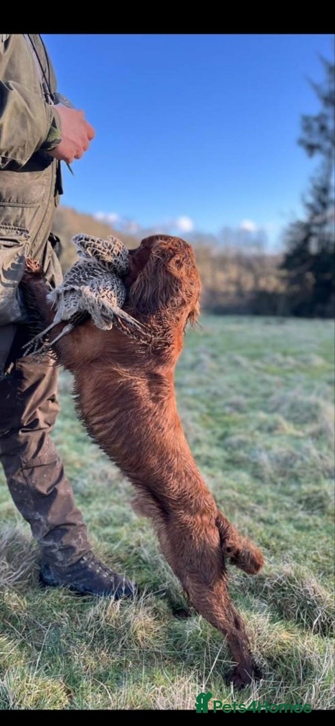 Cocker Spaniel dogs for sale: Stunning working kc registered cocker spaniels  - Image 5