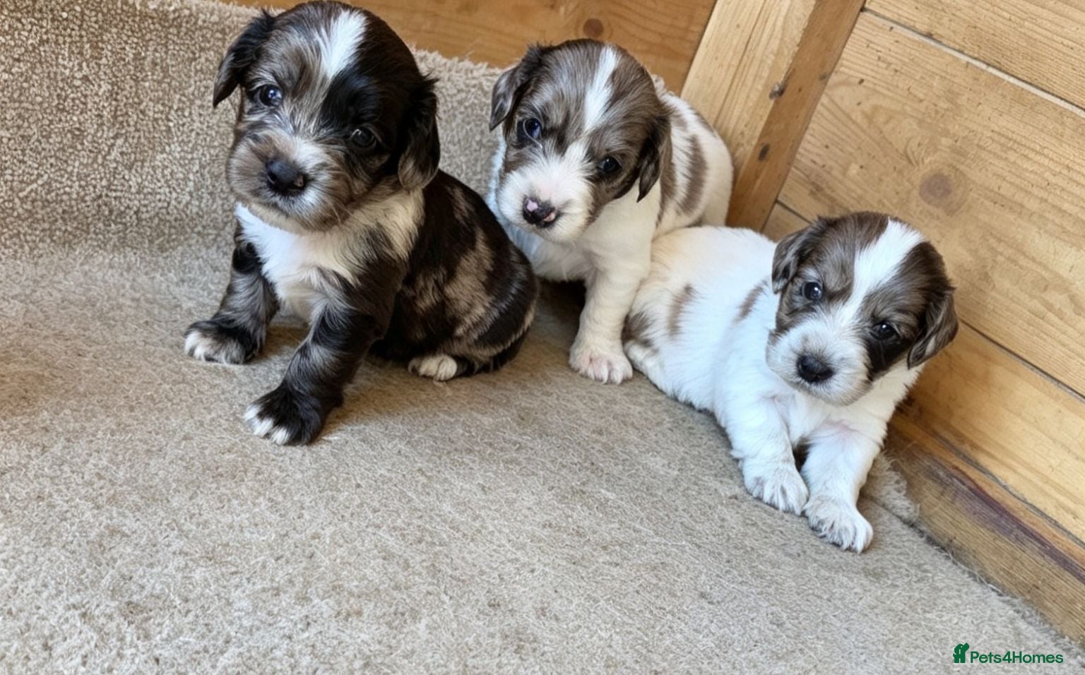 Cocker Spaniel dogs Working cocker spaniel onlt 2 left - Advert 1