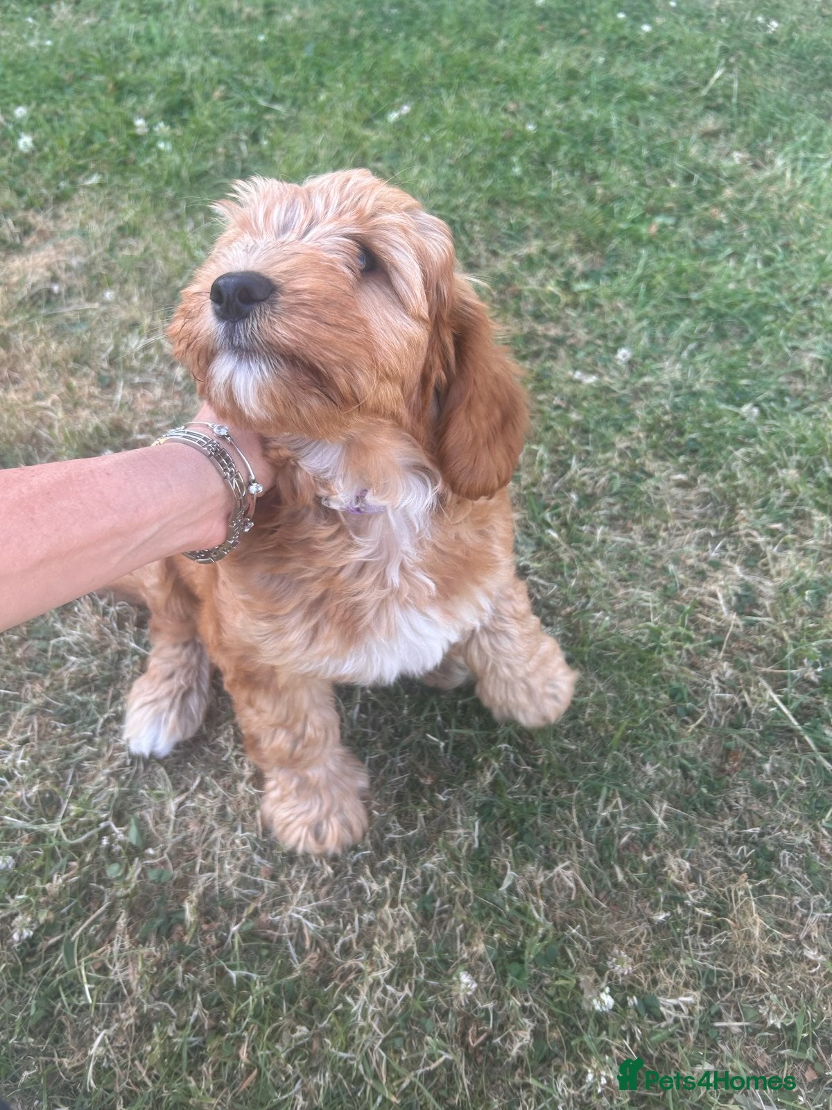 Australian Labradoodle dogs Mini Australian Labradoodle girl puppy - Advert 1