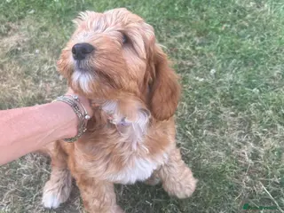 Australian Labradoodle dogs Mini Australian Labradoodle girl puppy - Advert 1
