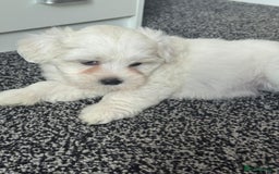 Bichon Frise dogs for sale: Four gorgeous boys and two wonderful girls - Image 3