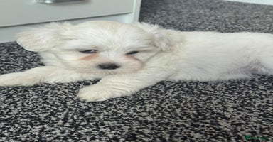 Bichon Frise dogs - Advert 11