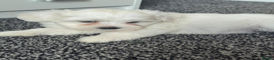 Bichon Frise Puppy 6