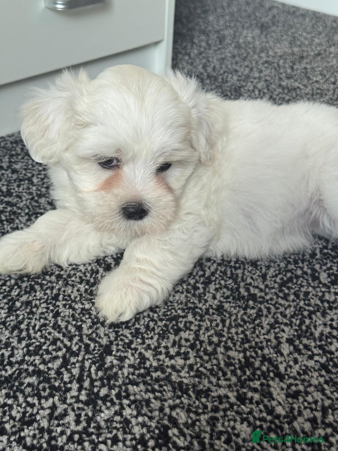 Bichon Frise dogs for sale: Four gorgeous boys and two wonderful girls - Image 3