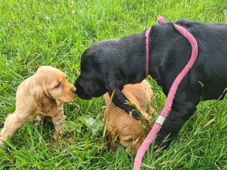 Cocker Spaniel dogs Cocker spaniel puppies - Advert 1