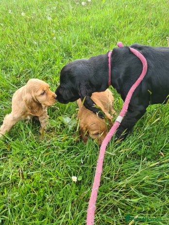 Cocker Spaniel dogs Cocker spaniel puppies - Advert 7