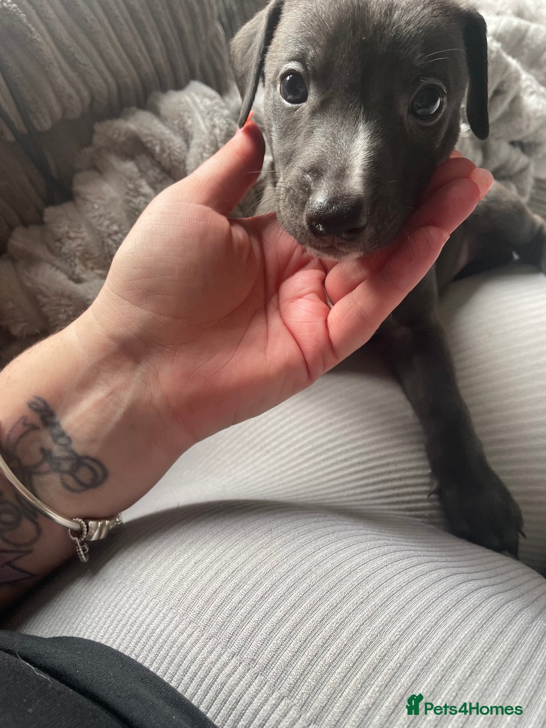 Mixed Breed dogs for sale: Apricot lurcher/kc blue whippet - Image 6