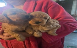 Cockapoo dogs for sale: Beautiful F1b cockapoo puppies  - Image 2
