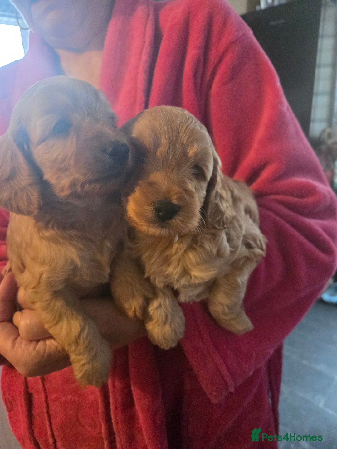 Cockapoo dogs for sale: Beautiful F1b cockapoo puppies  - Image 2