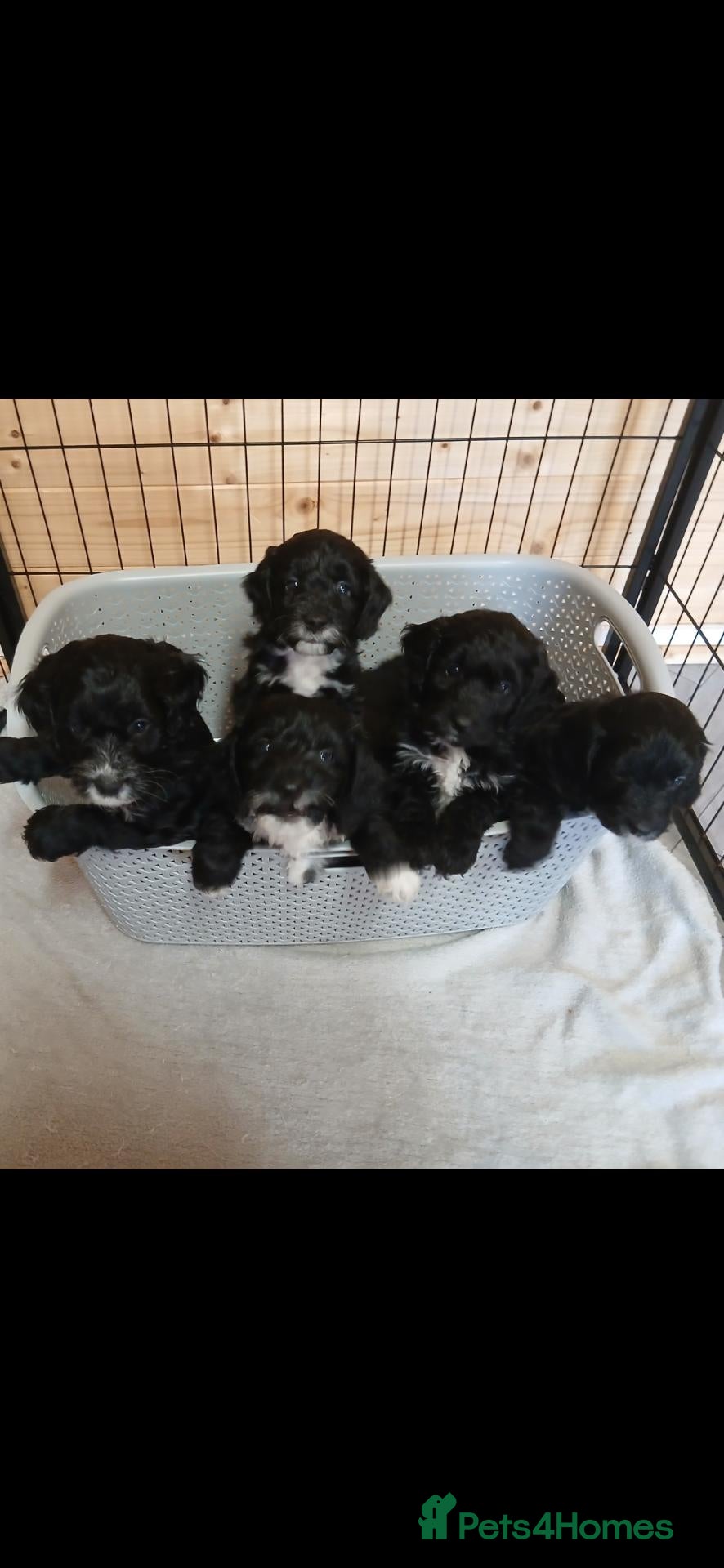 Cockapoo dogs Stunning litter of cockapoo pups for sale  - Advert 1