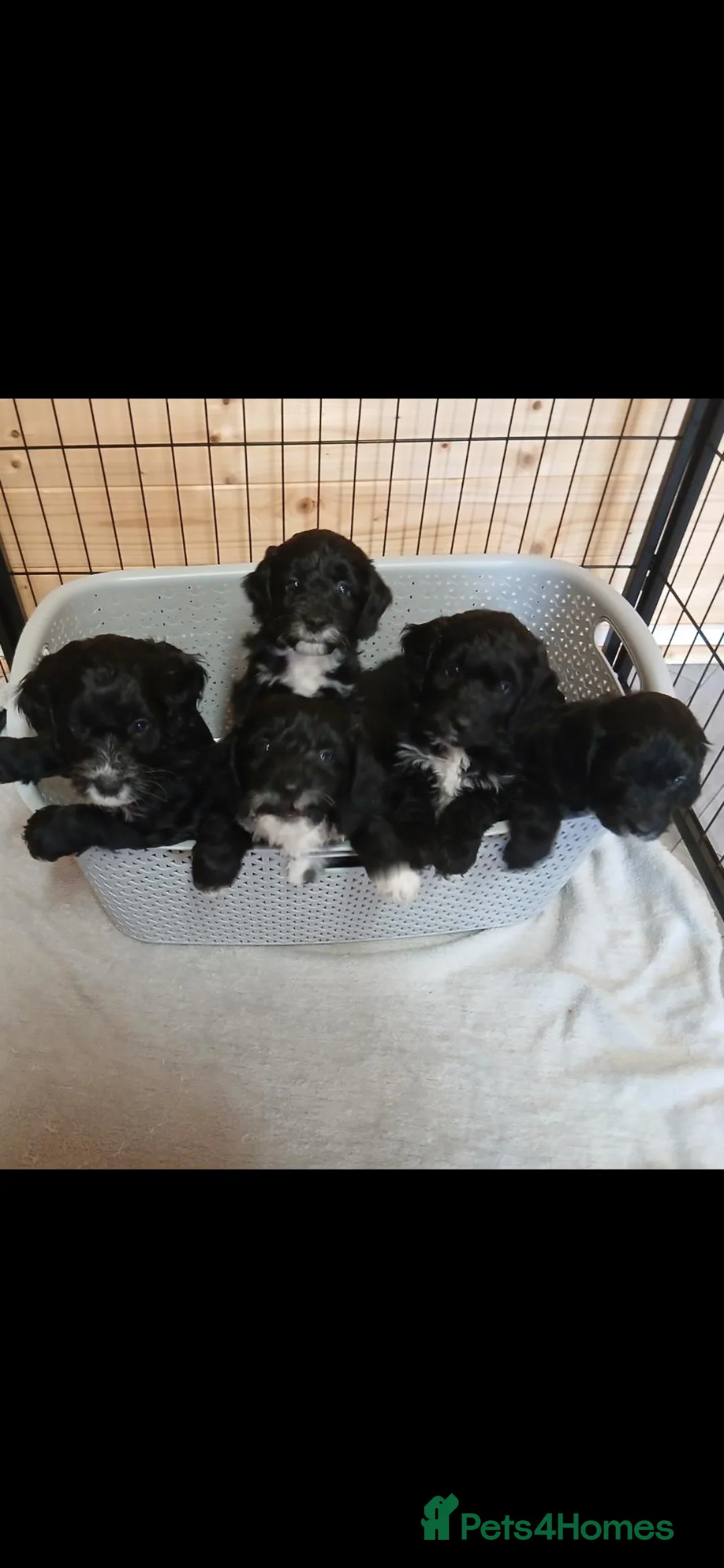 Cockapoo dogs for sale: F1 litter of cockapoo pups for sale  - Advert 1