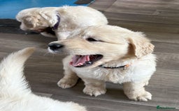 Golden Retriever dogs for sale: Fyffrind Meadow (Miss Purple)  - KC Reg. Goldies from a 5 Star Registered Breeder  - Image 22
