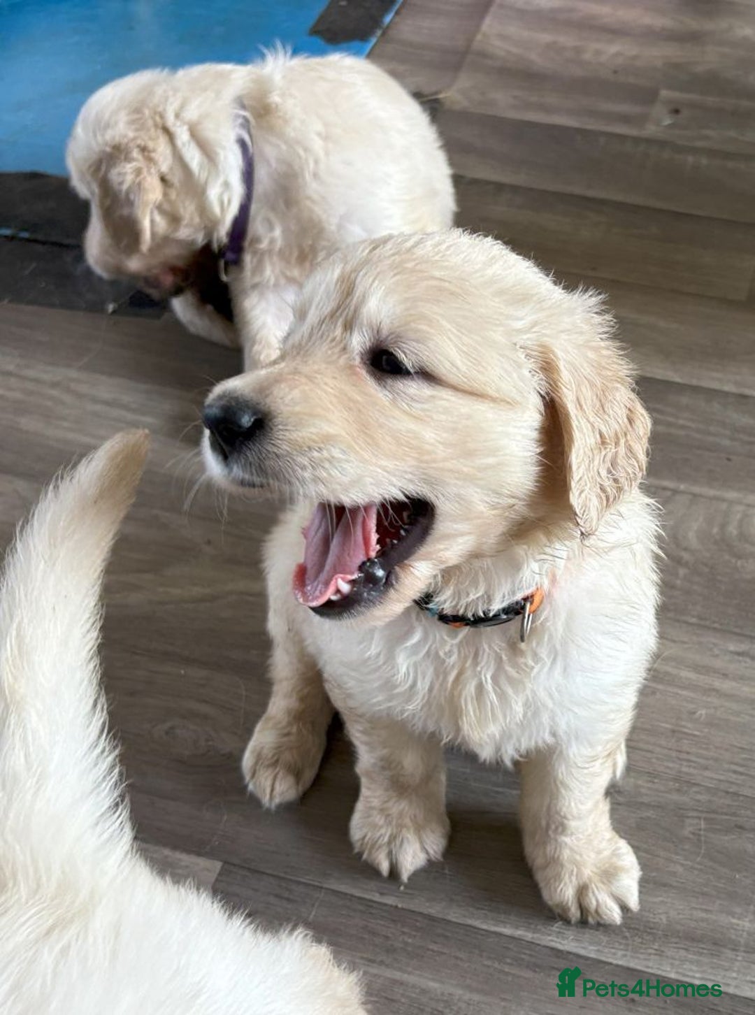Golden Retriever dogs for sale: Fyffrind Meadow (Miss Purple)  - KC Reg. Goldies from a 5 Star Registered Breeder  - Image 22