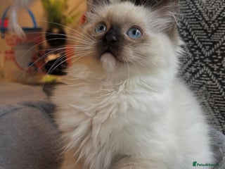 Ragdoll cats TICA registered champion line ragdoll kittens. - Advert 12