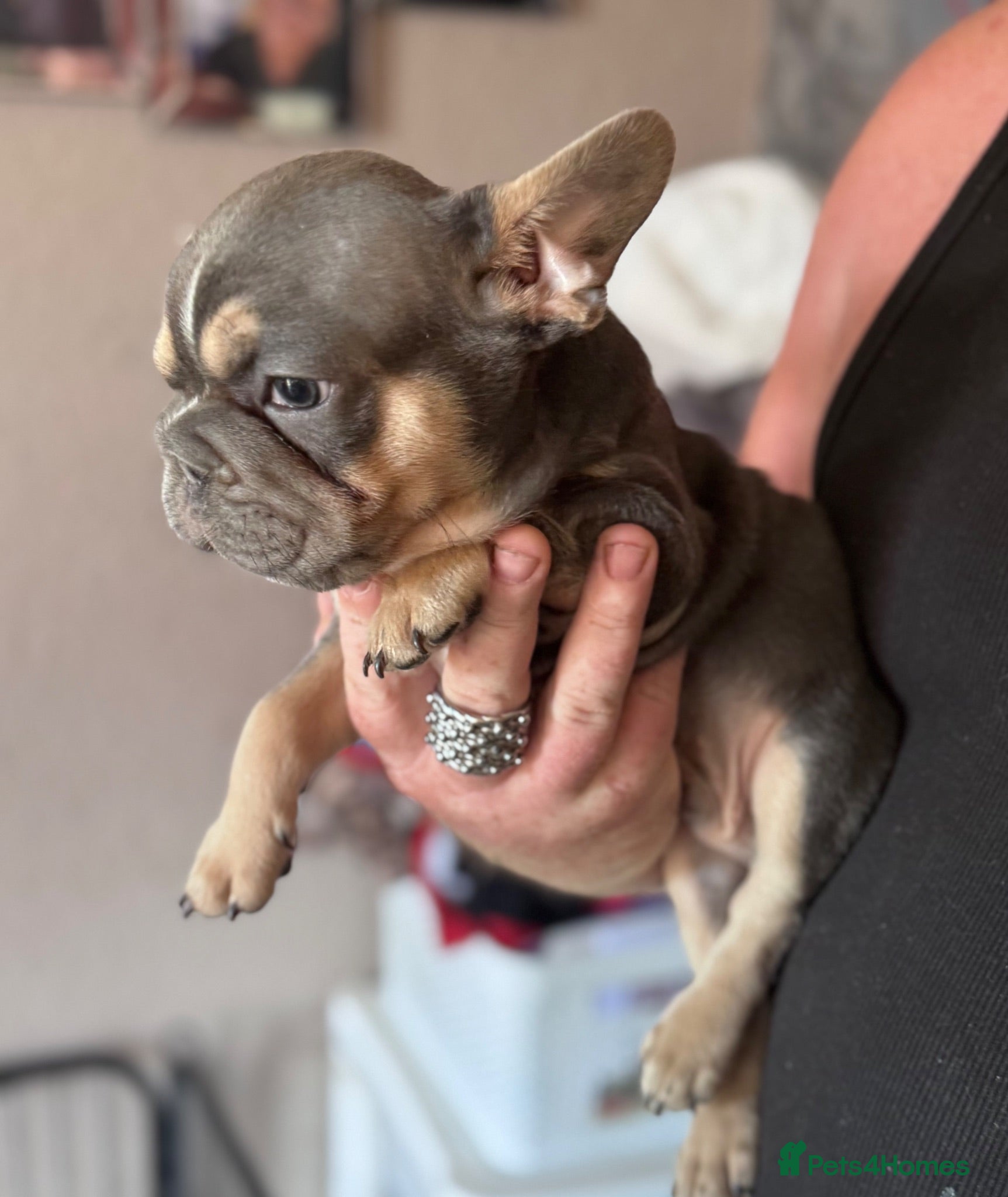 French Bulldog dogs Adorable fluffy frenchies - Advert 18