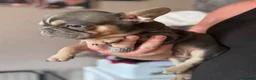 French Bulldog dogs for sale: Adorable fluffy frenchies - Advert 7
