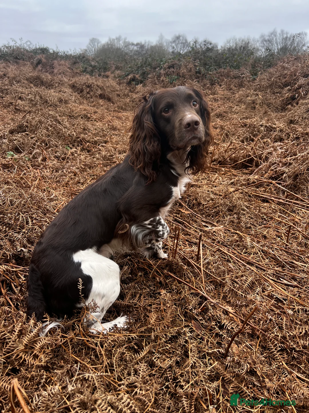 English Springer Spaniel dogs for stud: Fully health tested stud, Pippenmoor Red Flame - Advert 9