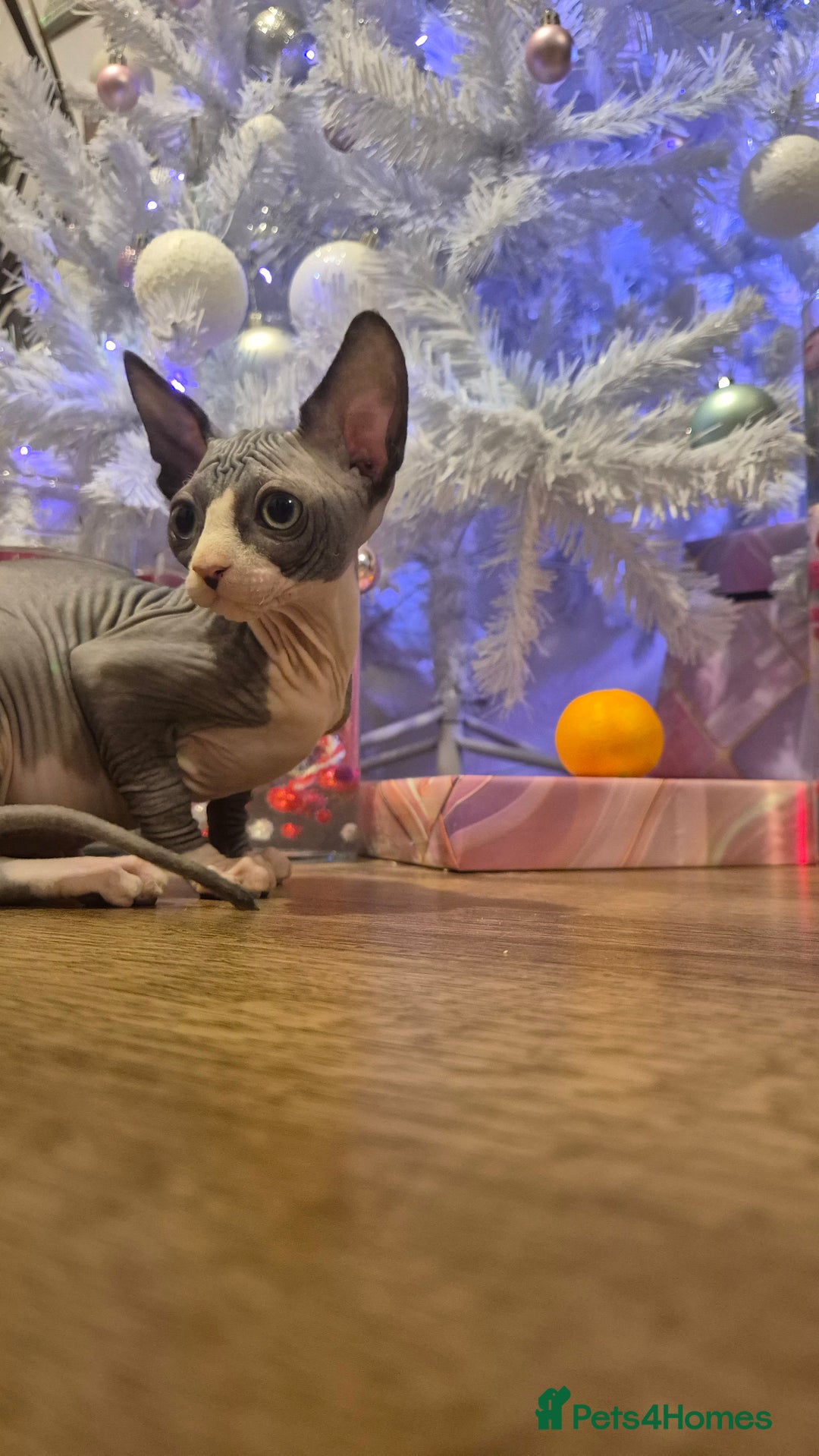 Sphynx cats for sale: Exclusive Sphynx Kittens Looking for Forever Homes - Advert 21