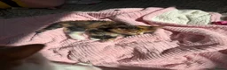 Mixed Breed cats for sale: Beautiful female kitten  - Advert 3