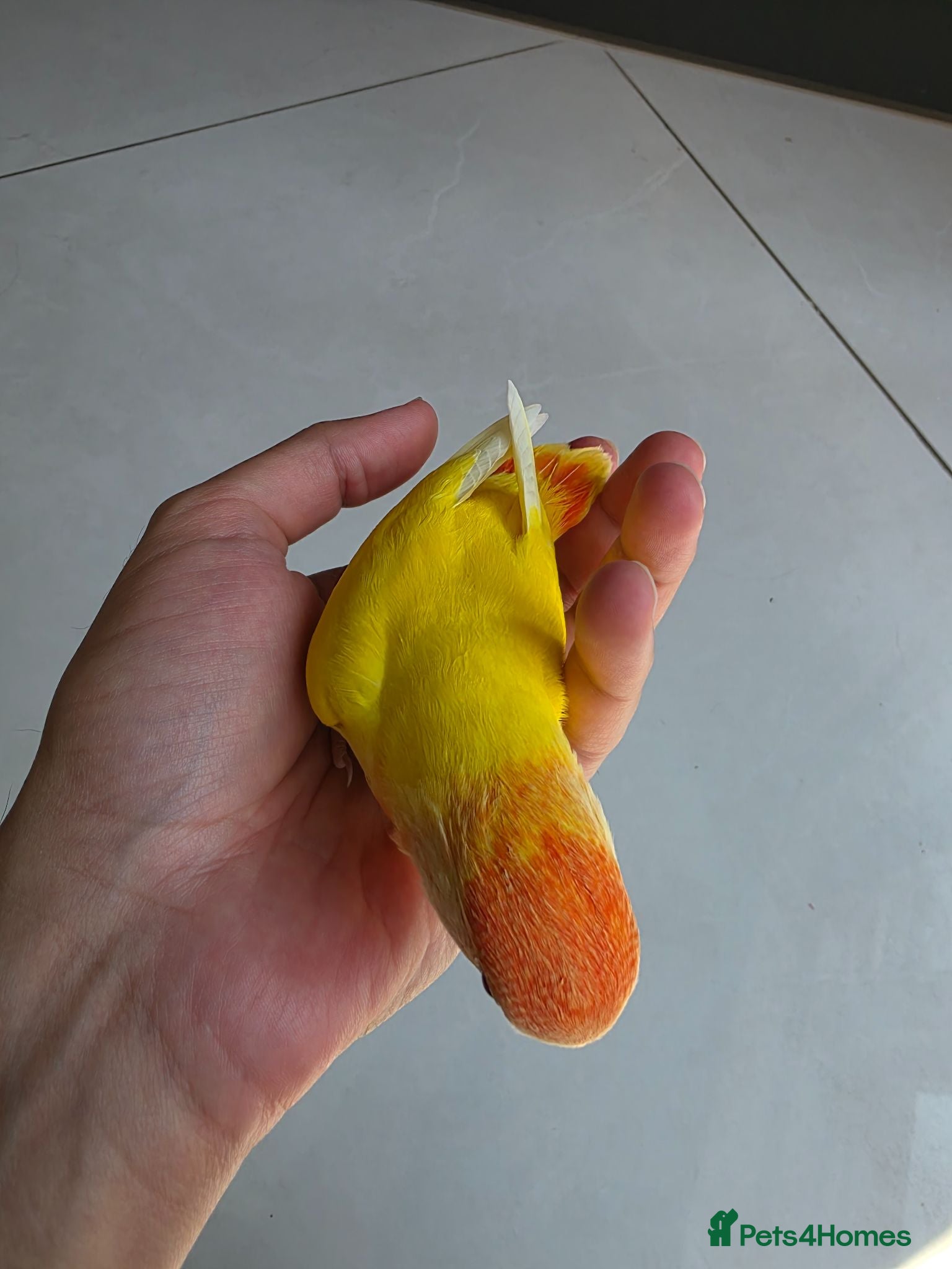 Lovebirds birds Super Tame, Cuddly, Hand-reared Baby Peachface  - Advert 2