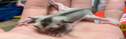 Sugar Glider rodents for sale: Mosaic male and grey female both het creamino - Advert 2