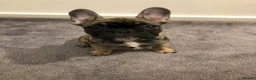 French Bulldog dogs for sale: French bulldog  - Advert 7