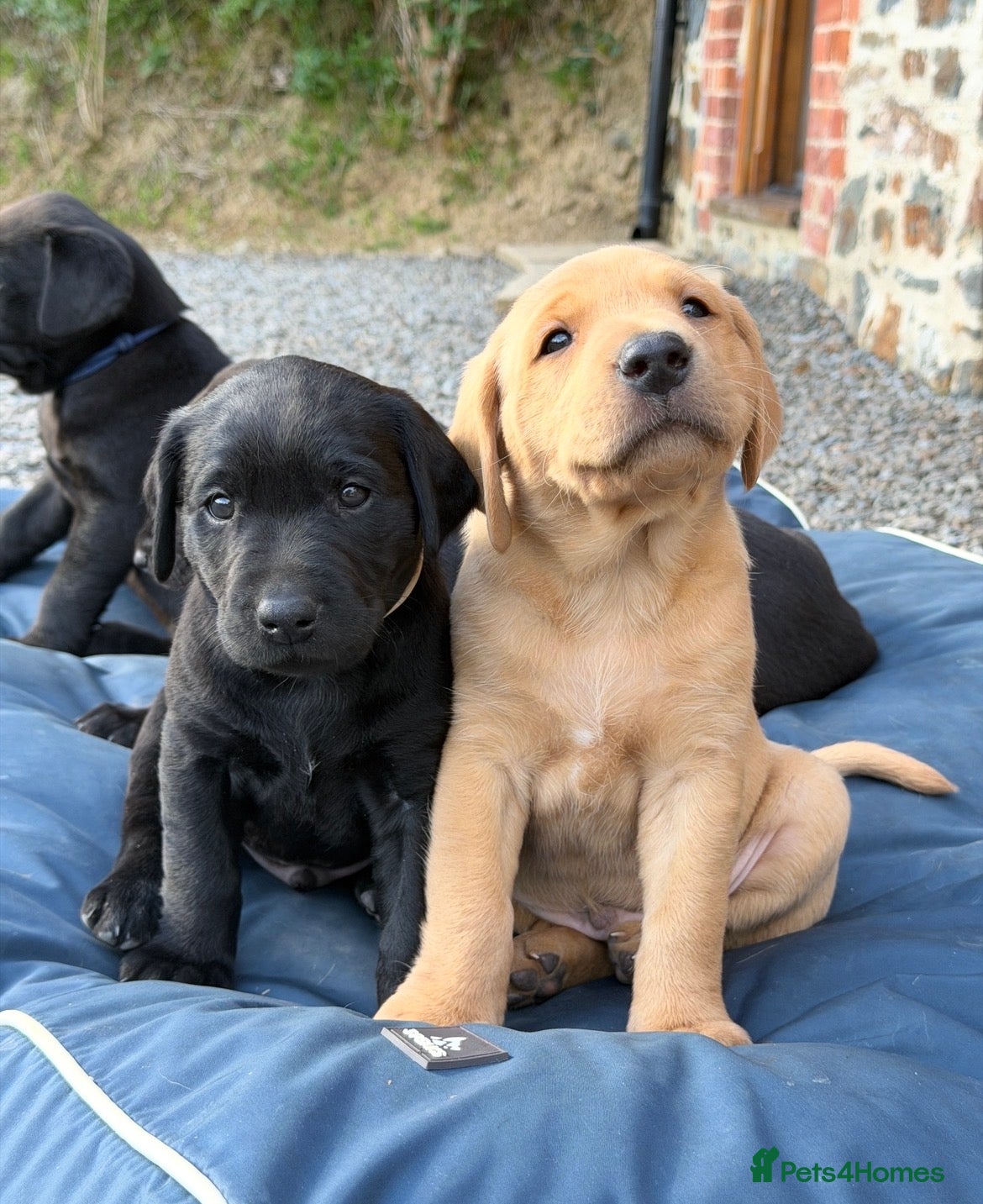 Labrador Retriever dogs 🐾 NEW PICTURES KC Reg Labrador Puppies 🐾 - Advert 4