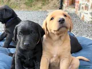 Labrador Retriever dogs 🐾 NEW PICTURES KC Reg Labrador Puppies 🐾 - Advert 14