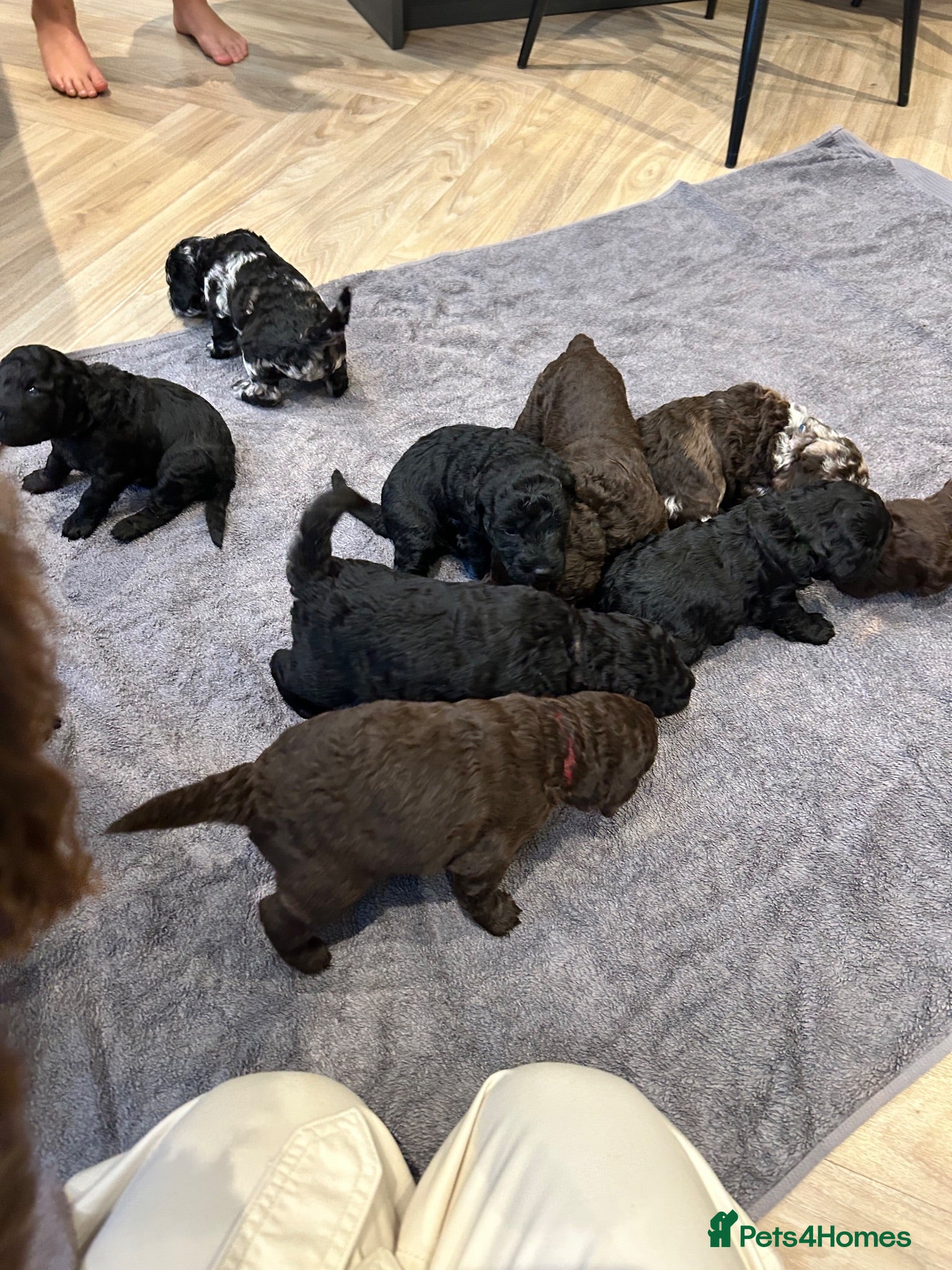 Labradoodle dogs Labradoodle puppies LAST 4 remaining! - Advert 5