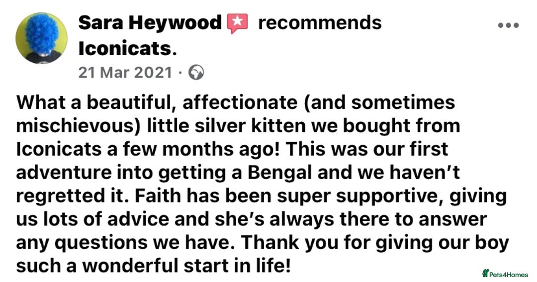 Bengal cats for sale: ⭐️ 1 LEFT!! - STUNNING TICA REG BENGAL CUBS ⭐️ - Image 35