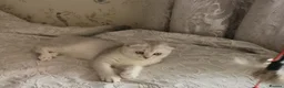 British Shorthair cats for sale: Lovely kittens  - Advert 11