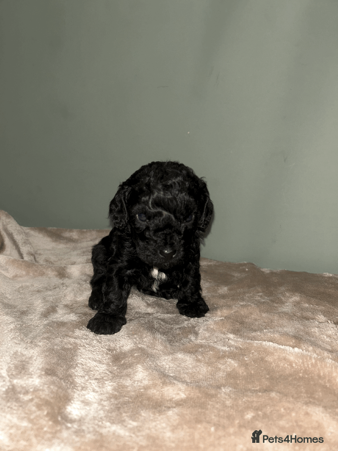 Cavachon dogs for sale: F1 CAVAPOOCHON PUPPIES  - Advert 9