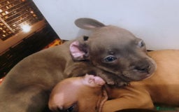 Mixed Breed dogs for sale: French Bulldog x Staffie Puppies [Prices Reduced] - Image 1