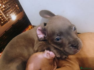 Mixed Breed dogs - Advert 18