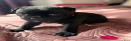 Staffordshire Bull Terrier dogs for sale: 🐾 KC  Staffordshire Bull Terrier Puppies in West Bromwich - Advert 17