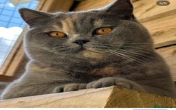 British Shorthair cats for sale: Retired girl - Image 4