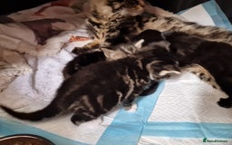 Mixed Breed cats for sale: 2 kittens for sale. A beautiful boy and a girl - Image 14