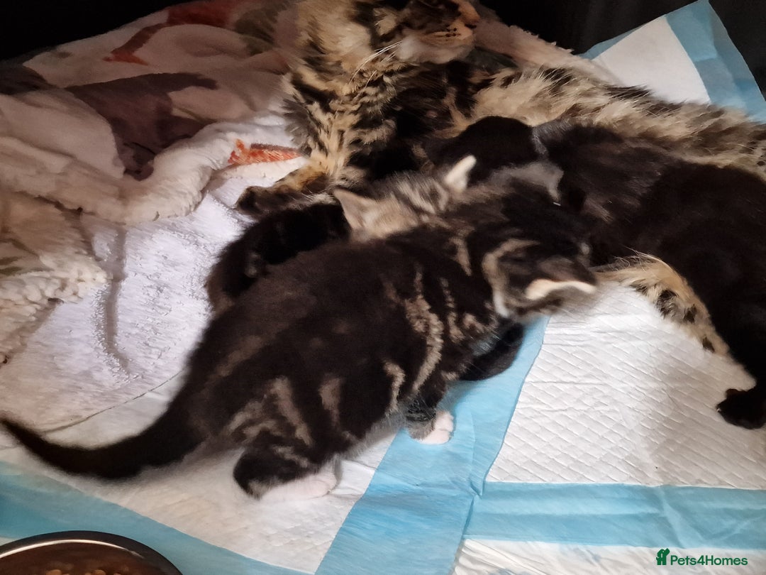 Mixed Breed cats for sale: 2 kittens for sale. A beautiful boy and a girl - Image 14