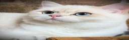 British Shorthair cats for stud: Gccf british reg golden series all colours - Advert 4