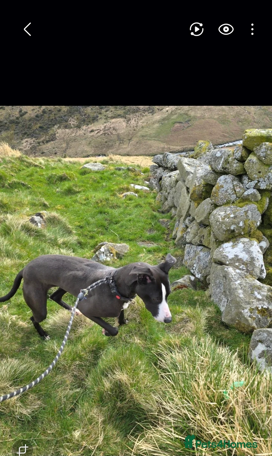 Mixed Breed dogs for sale: Lurcher - Advert 2