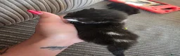 Mixed Breed cats for sale: Two beautiful black and white boy kittens - Advert 6