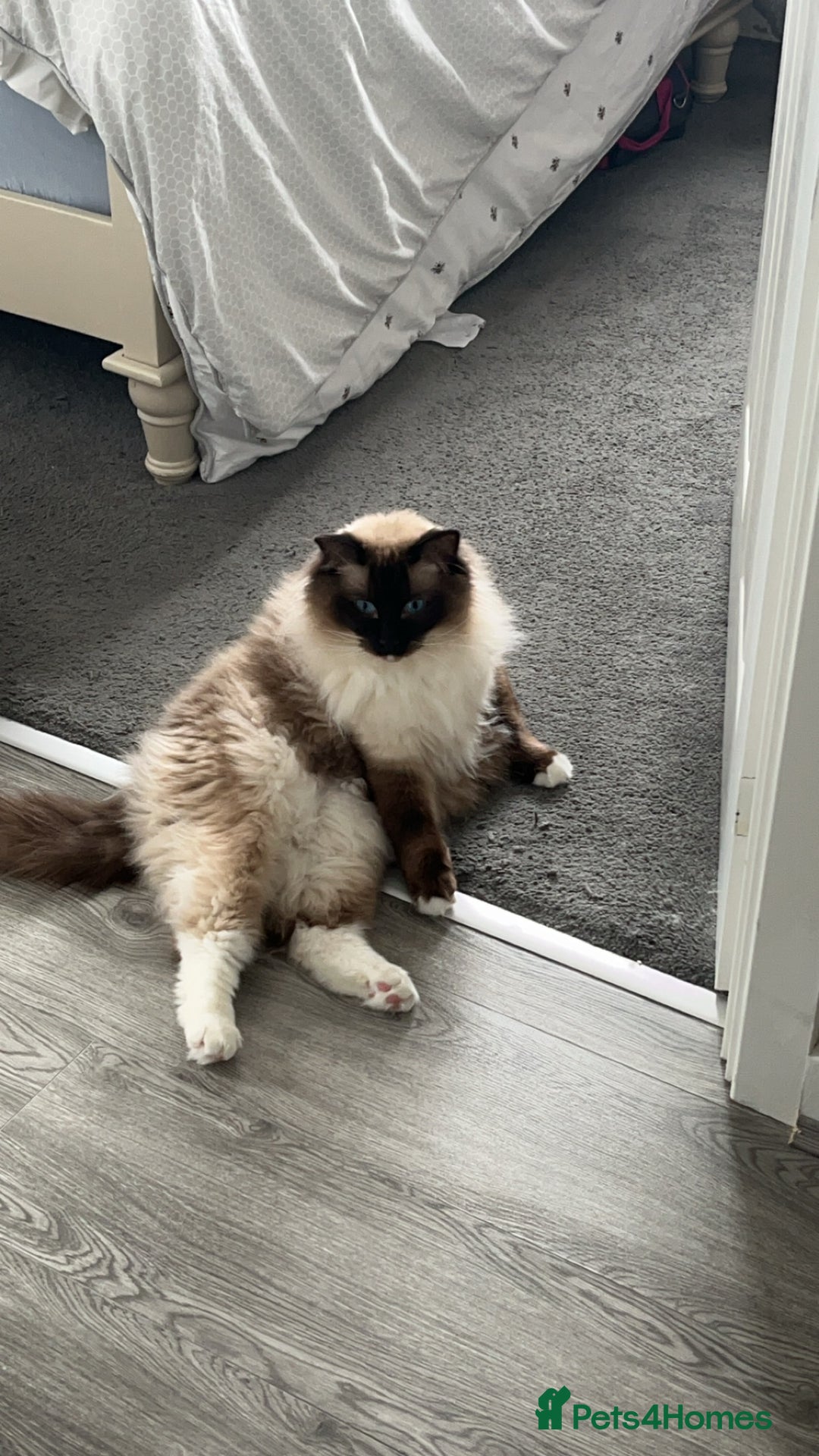 Ragdoll cats for sale: 2 Ragdoll brothers - Advert 2