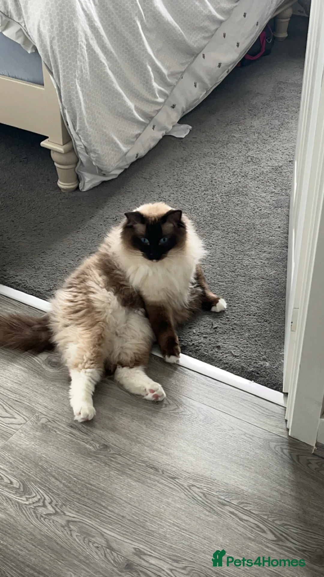 Ragdoll cats for sale: 2 Ragdoll brothers - Advert 2