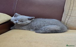 British Shorthair cats for sale: Meet Your Next Cuddle Buddy —  British Shorthair - Image 4