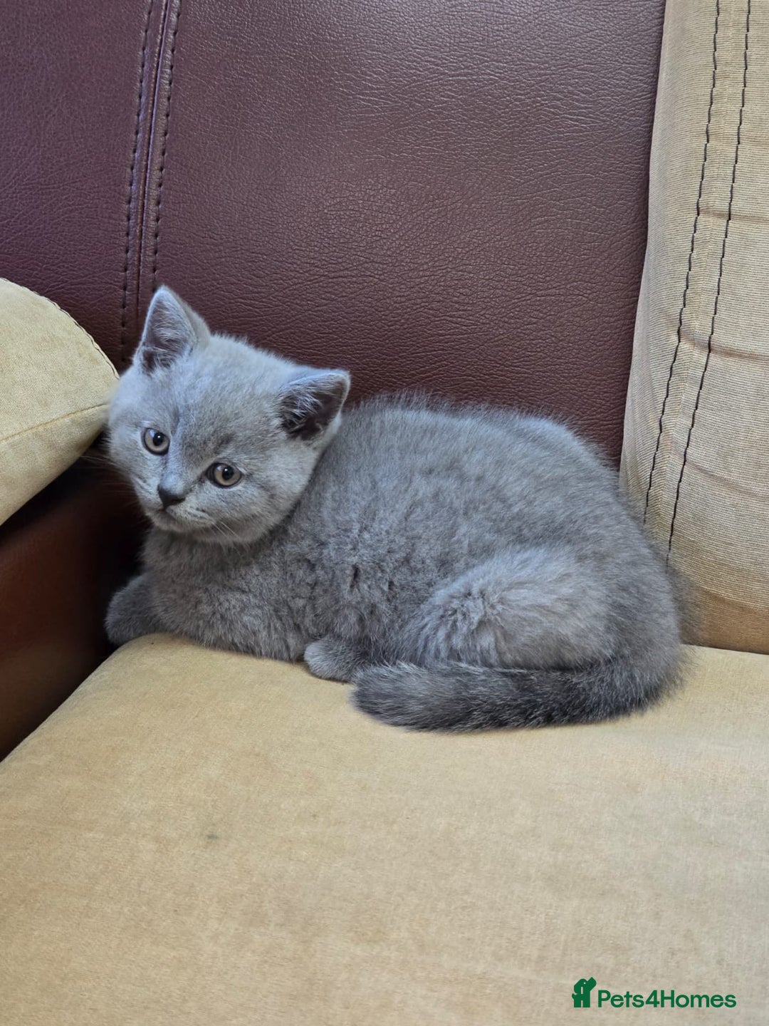 British Shorthair cats for sale: Meet Your Next Cuddle Buddy —  British Shorthair - Image 4